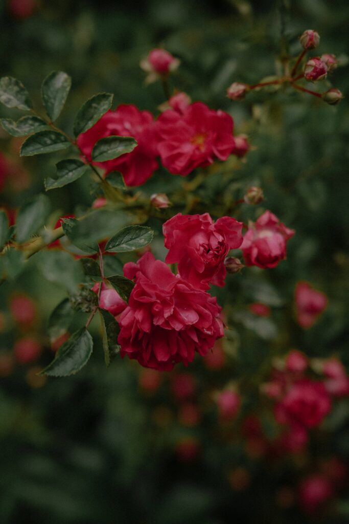 kwiaty ślubne Katowice – bukiet ślubny i florystyka